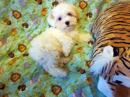 black-and-whtie-female-havanese-puppy-found-home-from-utah-to-arizona